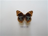 藏品(青眼蛺蝶)的圖片